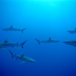 The Ultime Wave Tahiti 3D - Szenenbild 20