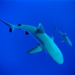 The Ultime Wave Tahiti 3D - Szenenbild 21