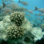 The Ultime Wave Tahiti 3D - Szenenbild 24