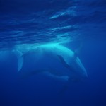 The Ultime Wave Tahiti 3D - Szenenbild 28
