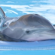 Dolphin Tale