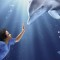 Mein Freund der Delfin (Charles Martin Smith)